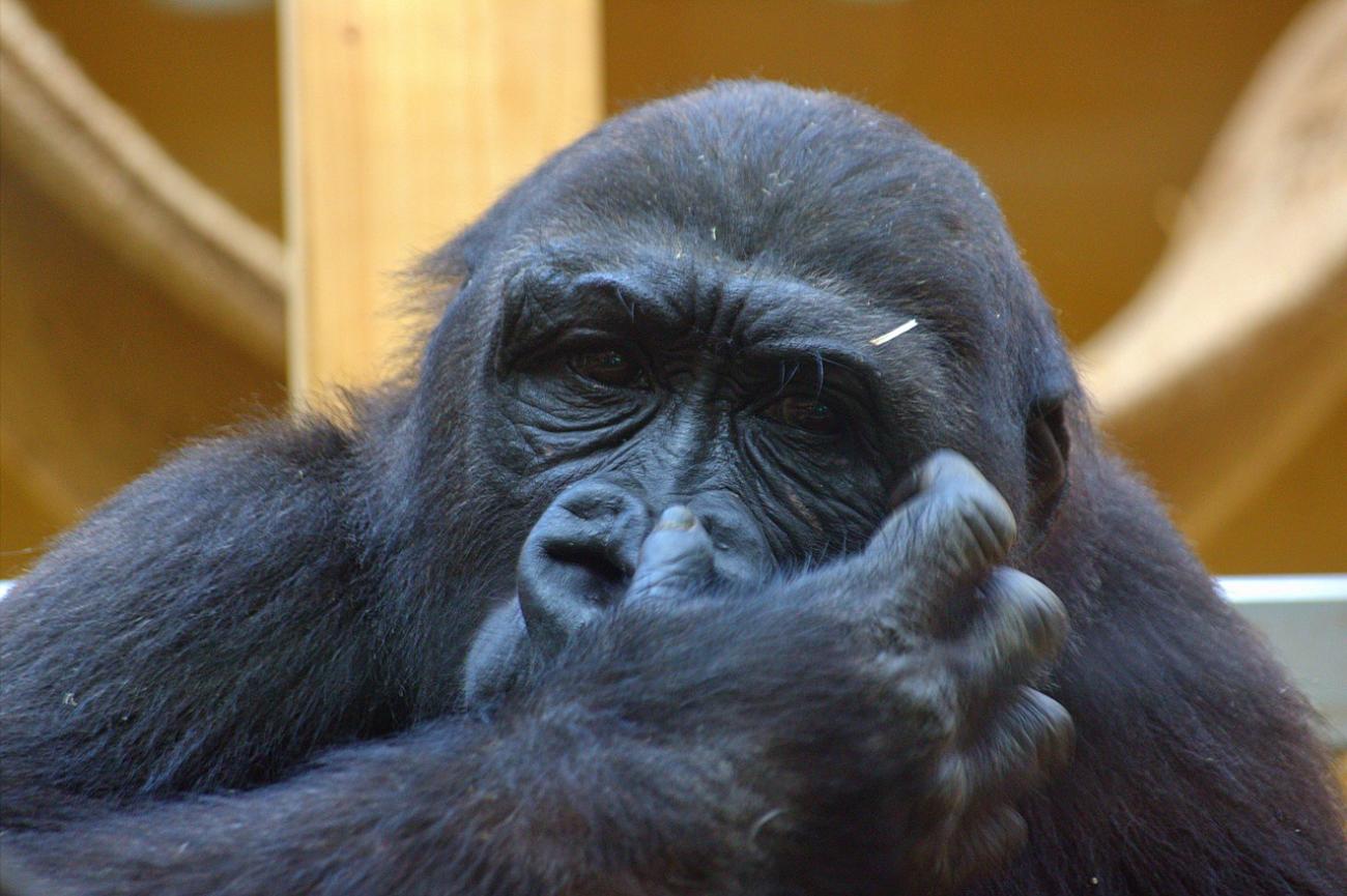 Weltreise in Riehl: Warum der Kölner Zoo (und das Aquarium) einen ganzen Tag wert ist