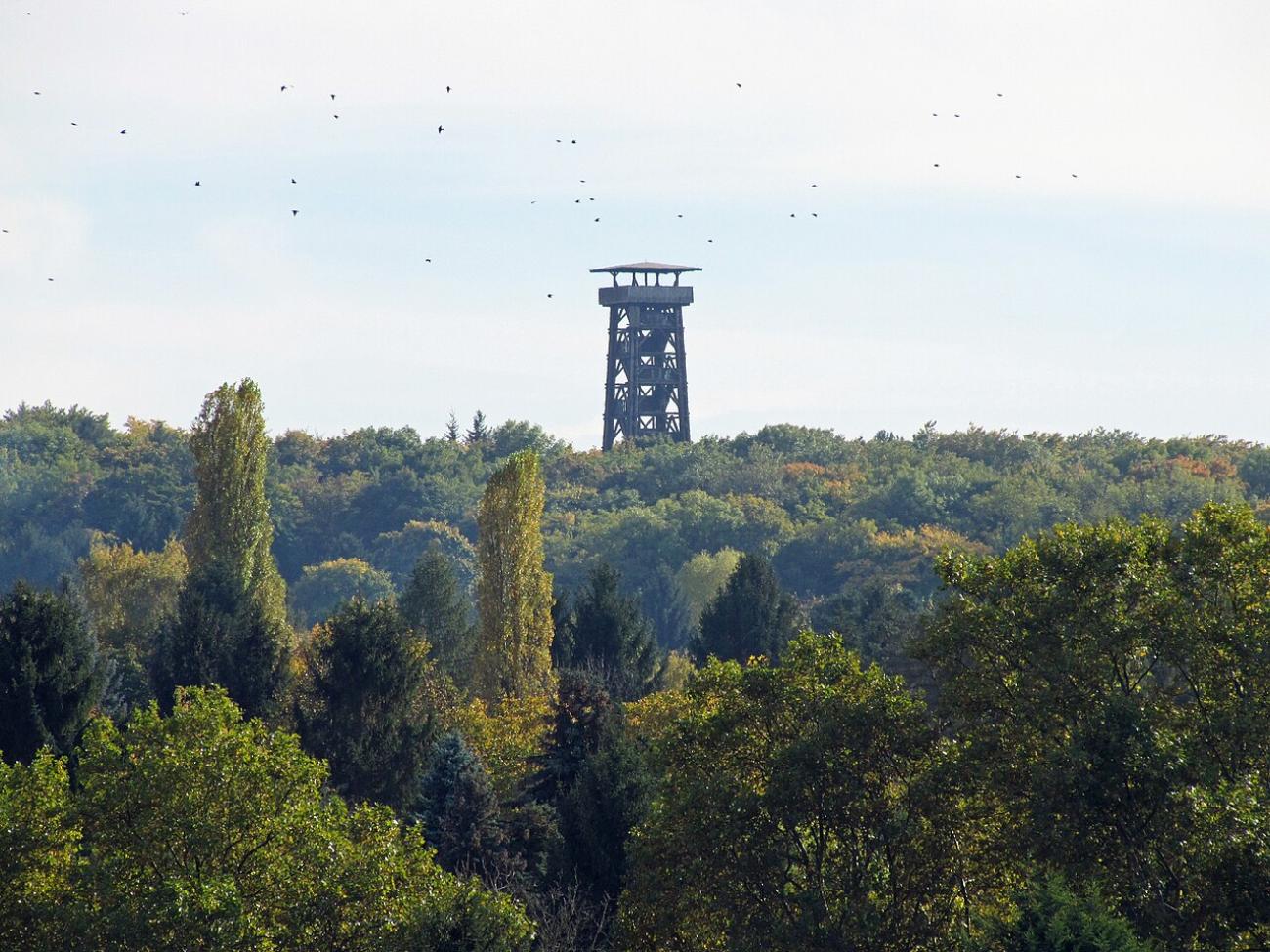 Raus ins Grüne und hoch hinaus: Der Goetheturm im Stadtwald