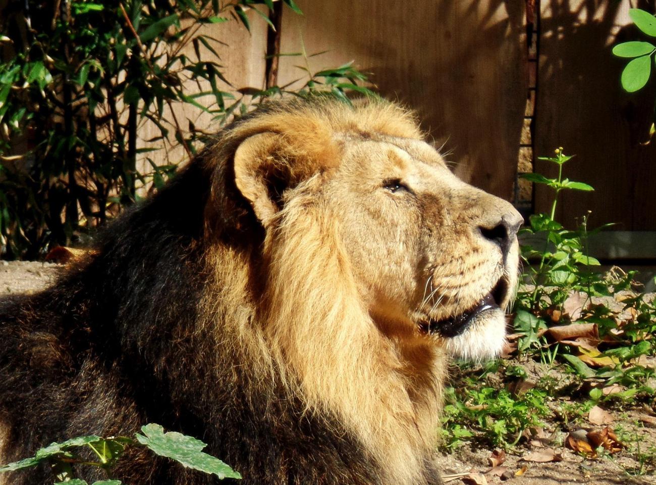 Tiere hautnah: Warum der Frankfurter Zoo eine grüne Oase mitten in der City ist