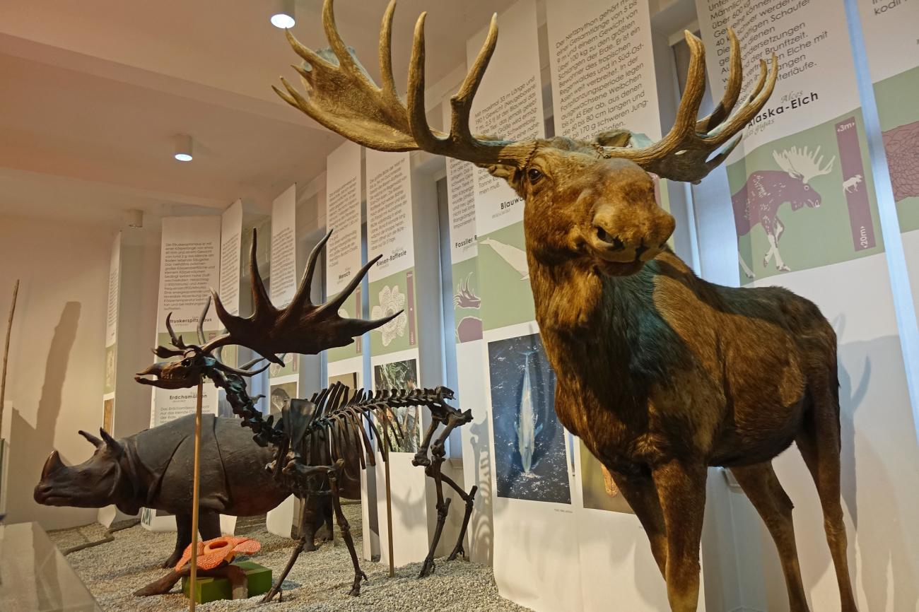 T-Rex meets Anakonda: Das Senckenberg Naturmuseum – nicht nur für Kids ein Muss
