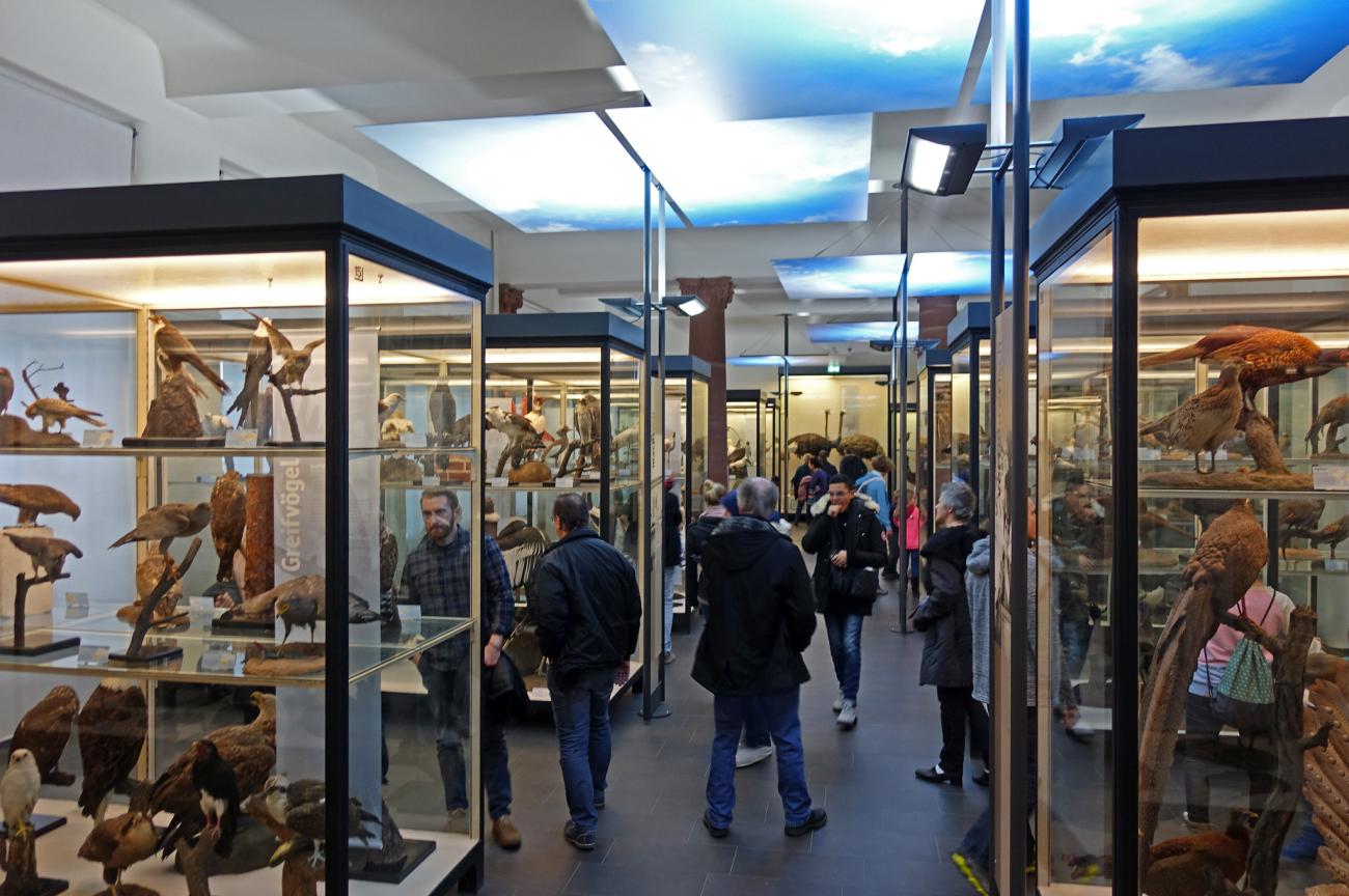 T-Rex meets Anakonda: Das Senckenberg Naturmuseum – nicht nur für Kids ein Muss
