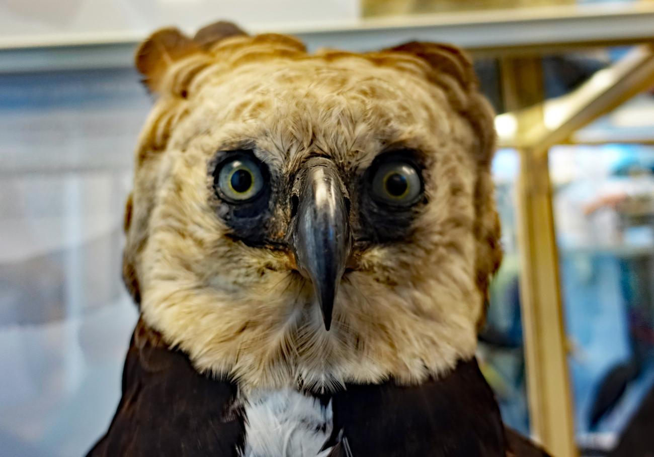 T-Rex meets Anakonda: Das Senckenberg Naturmuseum – nicht nur für Kids ein Muss