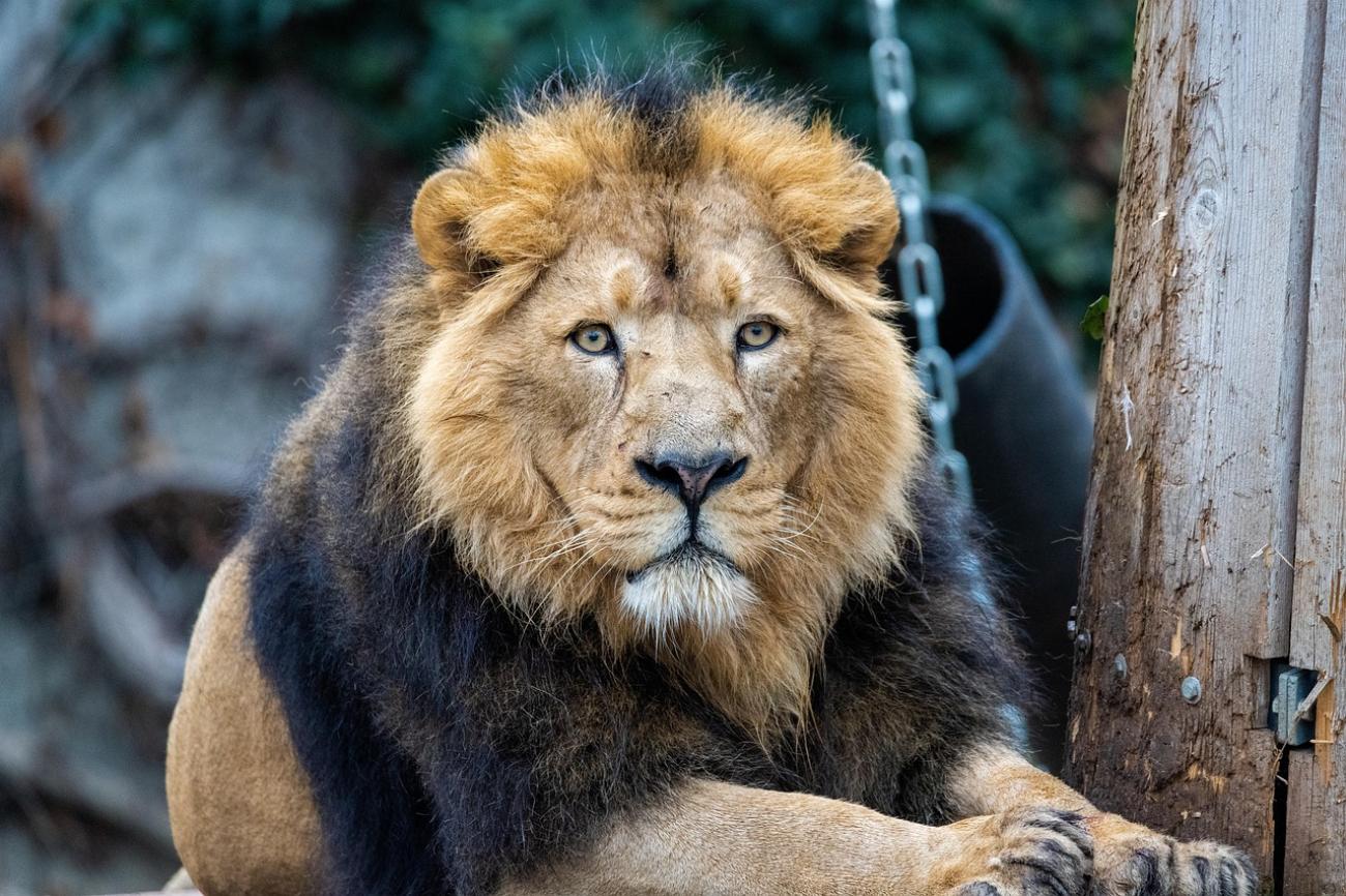 Die Wilhelma: Mehr als ein Zoo – Maurische Architektur trifft botanische Superlative