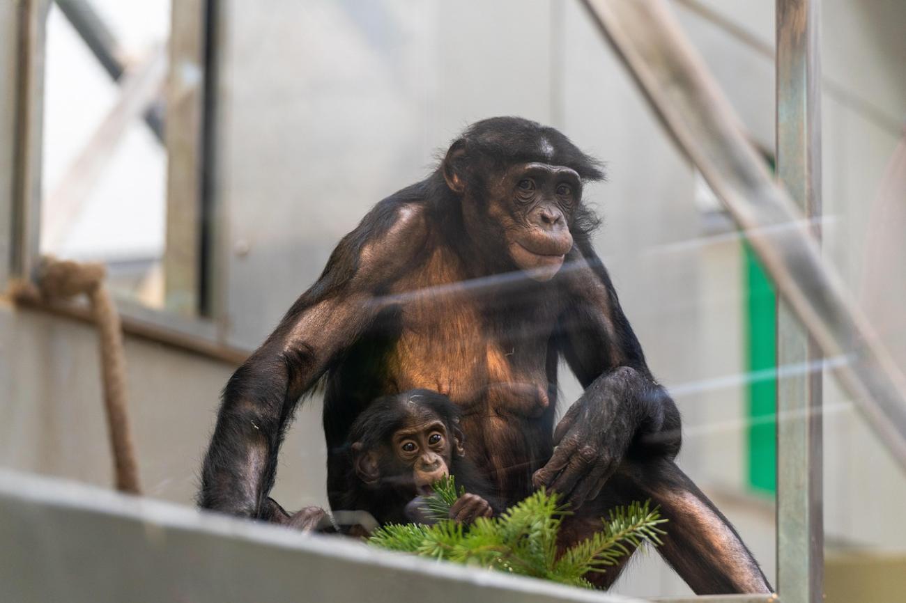 Die Wilhelma: Mehr als ein Zoo – Maurische Architektur trifft botanische Superlative