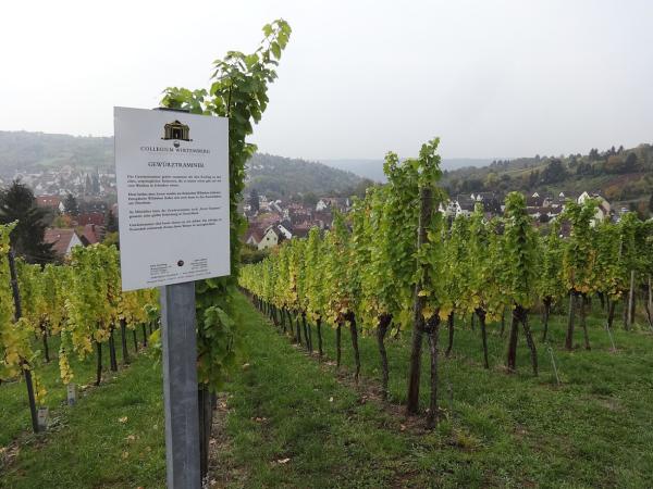 Weinwanderung Obertürkheim: Mit dem Viertele in der Hand durch die steilsten Lagen