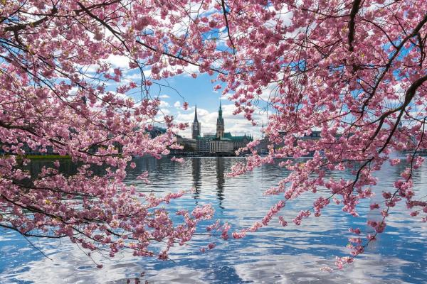 Kirschblüte in Hamburg: Ein Guide durch das rosa Blütenmeer an der Alster