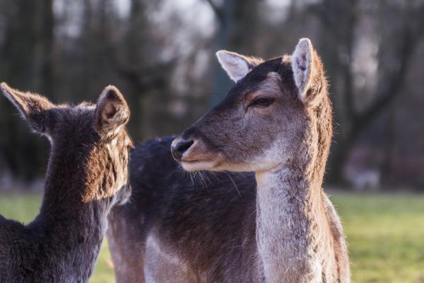 Wildpark Grafenberg: Rehe füttern und Waldluft schnuppern (Eintritt frei!)