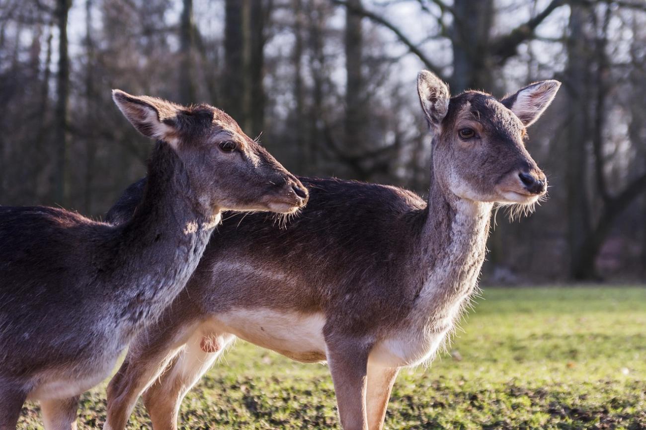 Wildpark Grafenberg: Rehe füttern und Waldluft schnuppern (Eintritt frei!)
