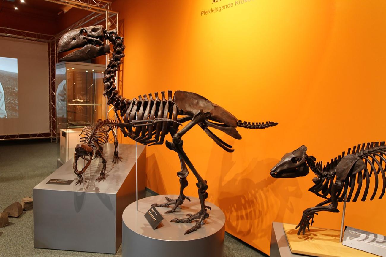 Naturkundemuseum: Von Mammuts und der Biodiversität der Region