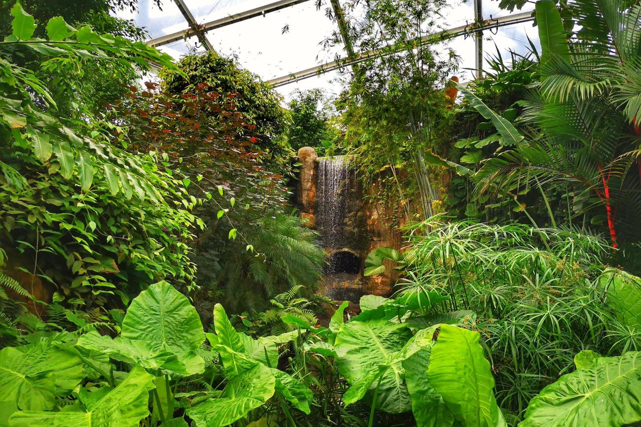 Gondwanaland: Tropen-Feeling und Bootsfahrt unter dem Riesendach