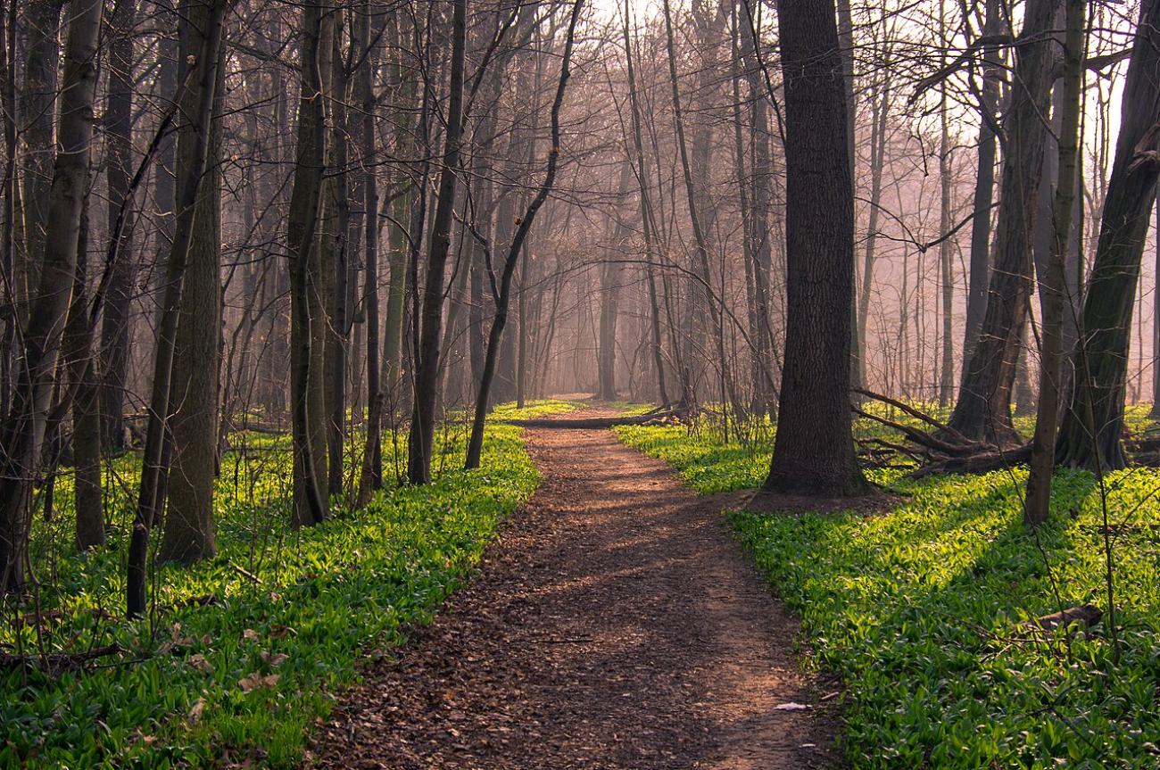 Wildnis mitten in der Stadt: Eine Expedition durch den Leipziger Auwald