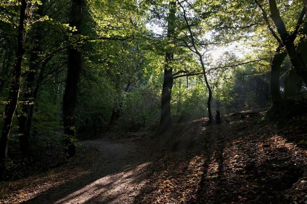 Wildnis hinterm Stadion: Warum die Bolmke der ehrlichste Stadtwald im Pott ist