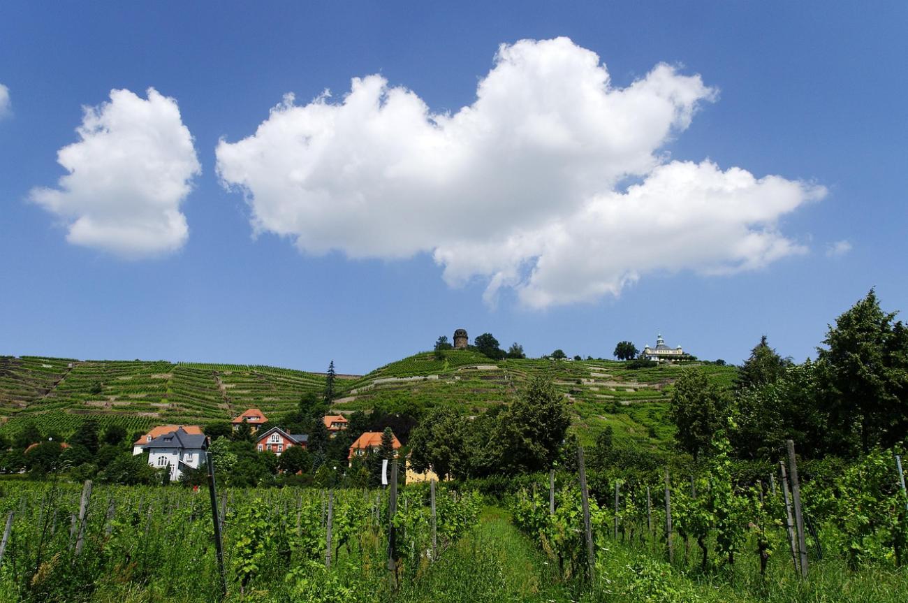 Weinwandern in Radebeul: Auf den Spuren der sächsischen Winzer durch die Weinberge