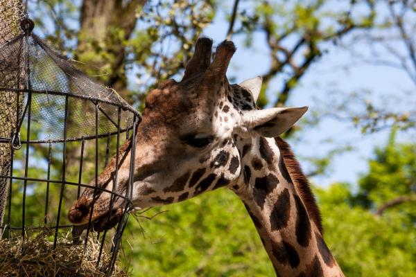 Tierpark Hagenbeck: Wo Polarbären und Elefanten auf Tuchfühlung gehen