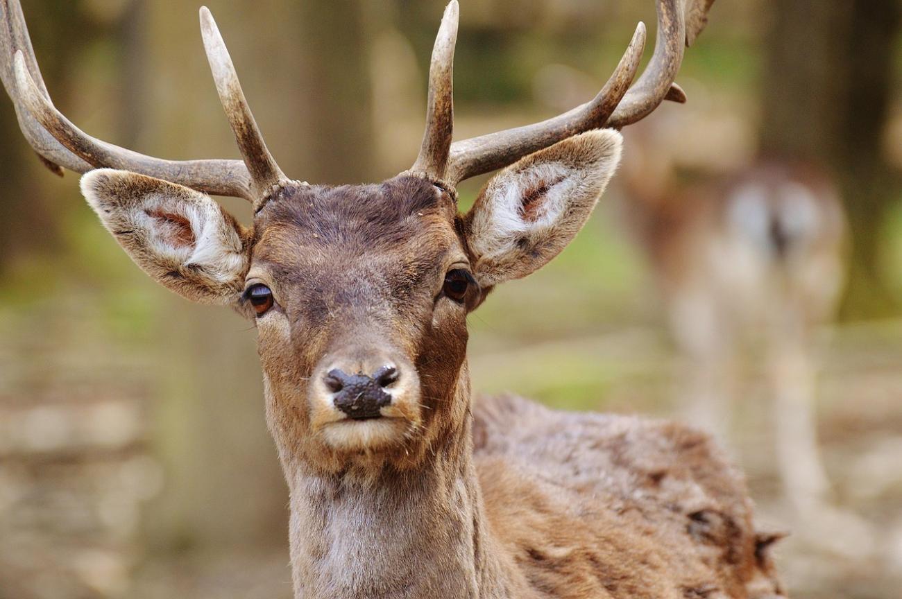 Ein tierischer Tag im Wildpark Poing: Rehe füttern und Greifvögel bestaunen